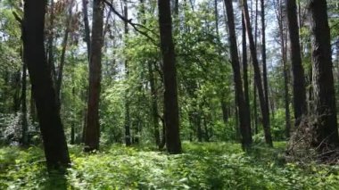 Güzel yeşil orman bir yaz gününde, ağır çekimde