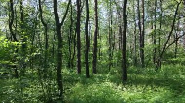 Güzel yeşil orman bir yaz gününde, ağır çekimde