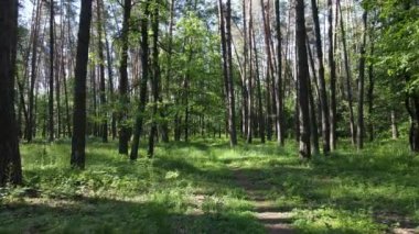 Güzel yeşil orman bir yaz gününde, ağır çekimde