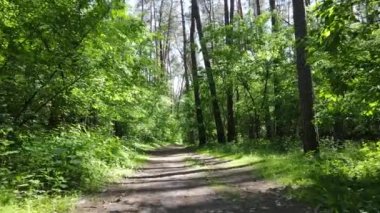 Güzel yeşil orman bir yaz gününde, ağır çekimde