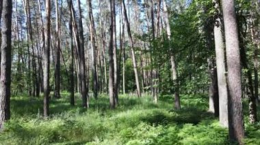Güzel yeşil orman bir yaz gününde, ağır çekimde