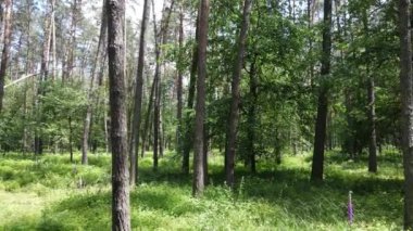 Güzel yeşil orman bir yaz gününde, ağır çekimde