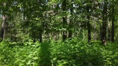 Güzel yeşil orman bir yaz gününde, ağır çekimde