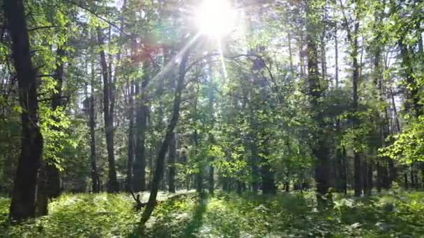 Bella foresta verde in una giornata estiva, rallentatore — Video Stock