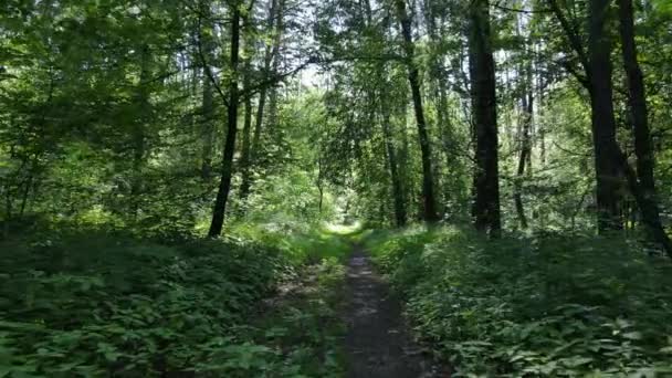 Hermoso bosque verde en un día de verano, cámara lenta — Vídeo de stock