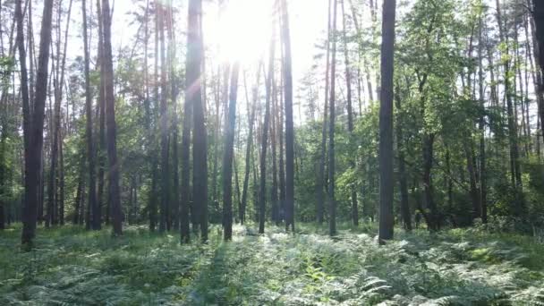 Bella foresta verde in una giornata estiva, rallentatore — Video Stock