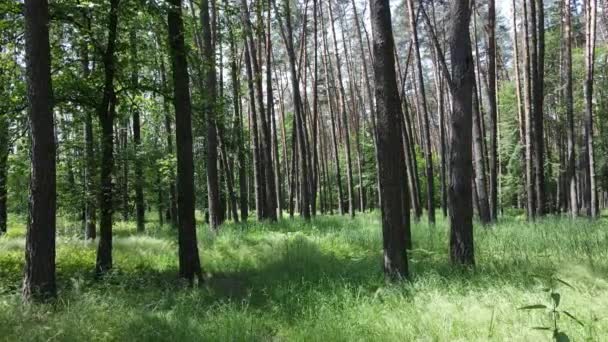 Hermoso bosque verde en un día de verano, cámara lenta — Vídeo de stock