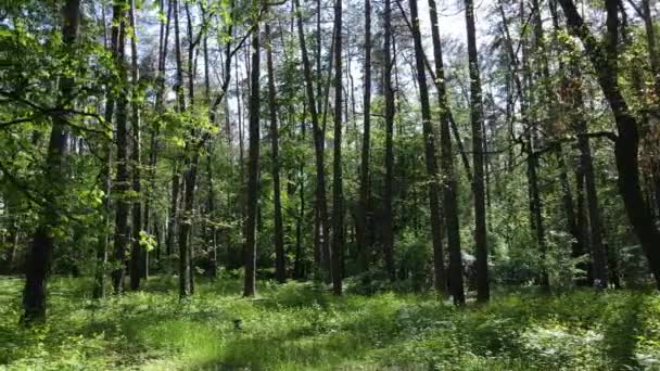 Güzel yeşil orman bir yaz gününde, ağır çekimde — Stok video