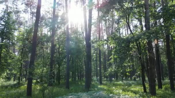 Belle forêt verte un jour d'été, au ralenti — Video