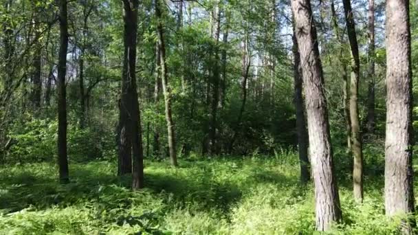 Bela floresta verde em um dia de verão, câmera lenta — Vídeo de Stock