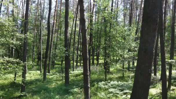 Vacker grön skog en sommardag, slow motion — Stockvideo