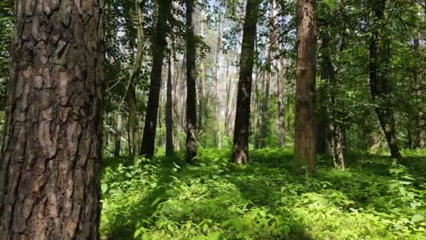 Beautiful green forest on a summer day, slow motion — Stock Video