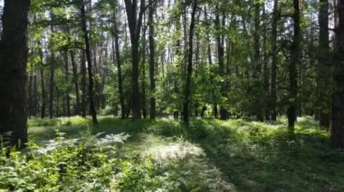 Güzel yeşil orman bir yaz gününde, ağır çekimde