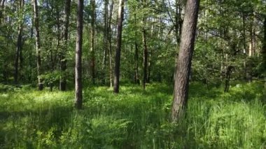 Güzel yeşil orman bir yaz gününde, ağır çekimde