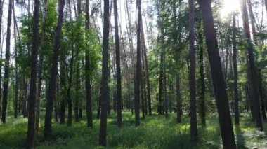 Güzel yeşil orman bir yaz gününde, ağır çekimde