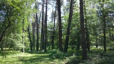 Güzel yeşil orman bir yaz gününde, ağır çekimde