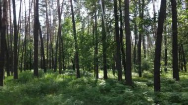 Güzel yeşil orman bir yaz gününde, ağır çekimde