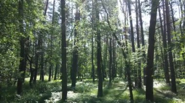 Güzel yeşil orman bir yaz gününde, ağır çekimde