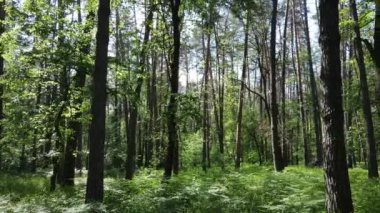 Güzel yeşil orman bir yaz gününde, ağır çekimde