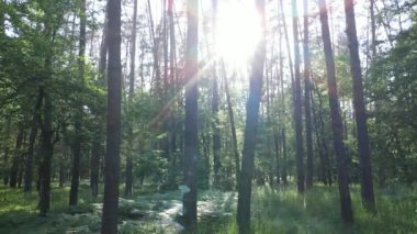 Güzel yeşil orman bir yaz gününde, ağır çekimde