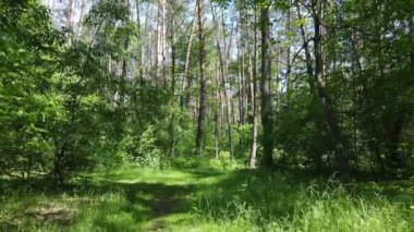 Güzel yeşil orman bir yaz gününde, ağır çekimde