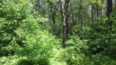 Güzel yeşil orman bir yaz gününde, ağır çekimde