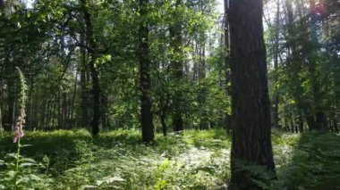 Güzel yeşil orman bir yaz gününde, ağır çekimde