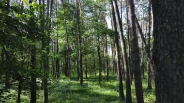 Güzel yeşil orman bir yaz gününde, ağır çekimde