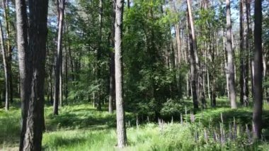 Güzel yeşil orman bir yaz gününde, ağır çekimde