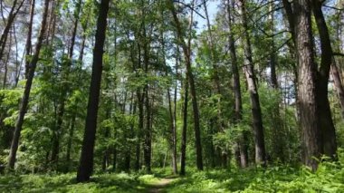 Güzel yeşil orman bir yaz gününde, ağır çekimde