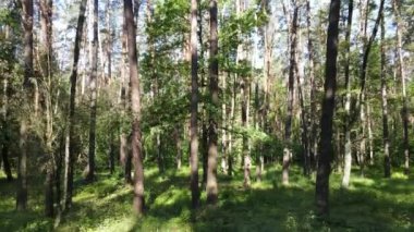 Güzel yeşil orman bir yaz gününde, ağır çekimde