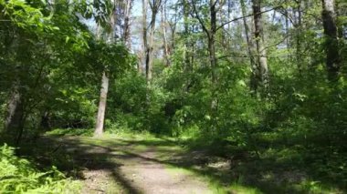 Güzel yeşil orman bir yaz gününde, ağır çekimde