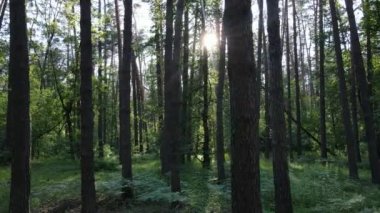 Güzel yeşil orman bir yaz gününde, ağır çekimde