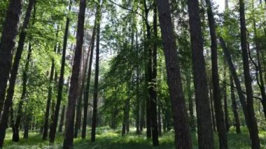 Güzel yeşil orman bir yaz gününde, ağır çekimde
