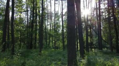 Güzel yeşil orman bir yaz gününde, ağır çekimde