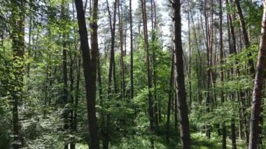 Güzel yeşil orman bir yaz gününde, ağır çekimde