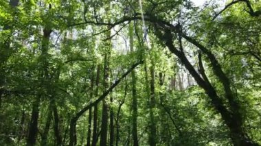 Güzel yeşil orman bir yaz gününde, ağır çekimde