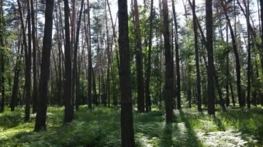 Güzel yeşil orman bir yaz gününde, ağır çekimde