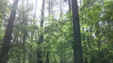 Güzel yeşil orman bir yaz gününde, ağır çekimde