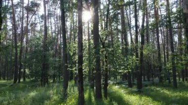 Güzel yeşil orman bir yaz gününde, ağır çekimde