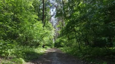 Güzel yeşil orman bir yaz gününde, ağır çekimde