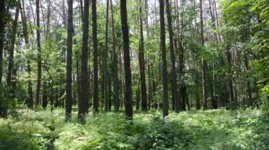 Güzel yeşil orman bir yaz gününde, ağır çekimde