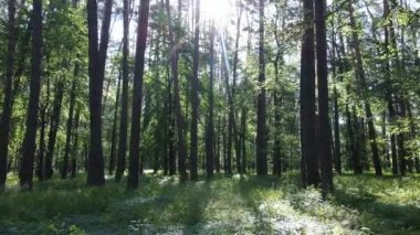 Güzel yeşil orman bir yaz gününde, ağır çekimde