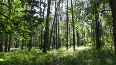 Güzel yeşil orman bir yaz gününde, ağır çekimde