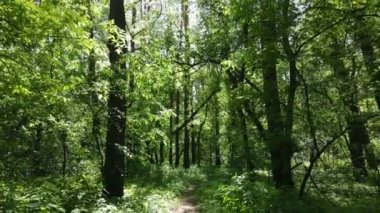 Güzel yeşil orman bir yaz gününde, ağır çekimde