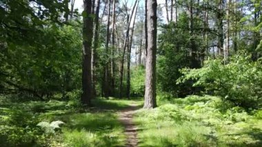 Güzel yeşil orman bir yaz gününde, ağır çekimde