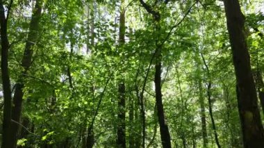 Güzel yeşil orman bir yaz gününde, ağır çekimde