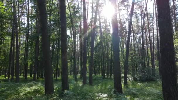 Schöner grüner Wald an einem Sommertag, Zeitlupe — Stockvideo