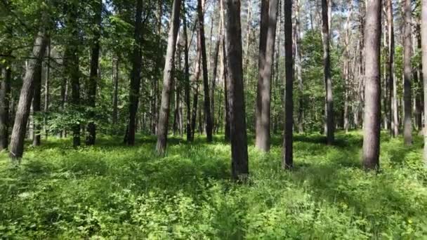 Beautiful green forest on a summer day, slow motion — Stock Video