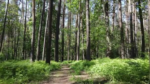 Bela floresta verde em um dia de verão, câmera lenta — Vídeo de Stock